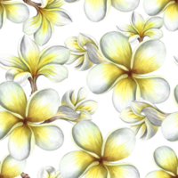 Seamless pattern with plumeria and frangipani flowers. A hand-drawn watercolor illustration. For textiles, wallpapers and backgrounds. For packaging paper and labels, printing and decoration. png