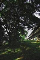 At Taman Selasih's roadside park, a magnificent tapestry of nature unfolds, a serene oasis of lush grass and towering trees, presenting captivating panoramas that mesmerize the soul at daybreak. photo