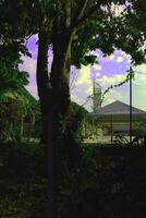 At Taman Selasih's roadside park, a magnificent tapestry of nature unfolds, a serene oasis of lush grass and towering trees, presenting captivating panoramas that mesmerize the soul at daybreak. photo