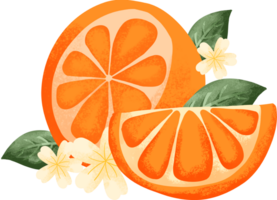 collection of orange fruit watercolor elements png