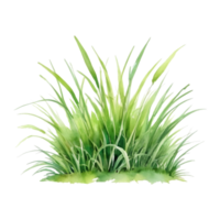watercolor green grass png