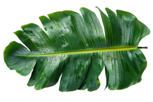 banana leaf isolated on transparent background , png