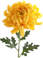 Chrysanthemum Daisy isolated on a transparent background png