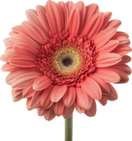 Barberton Daisy Flower isolated on a transparent background png