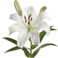 Easter Lily Flower isolated on a transparent background png