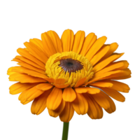Orange calendula layered petals with curved tips dark brown center Calendula officinalis png