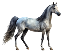 Arabian Horse Rear View Grey - Isolated on Transparent Background png