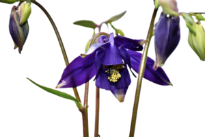 Columbine flower transparent background png