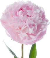 peony flower transparent background png