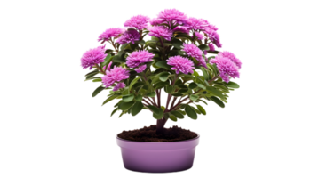 mini flower elevation front view isolated png