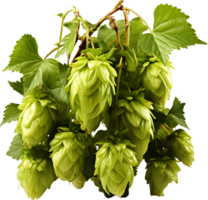 Hops And Barley transparent background png