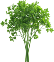 paesley transparent background png