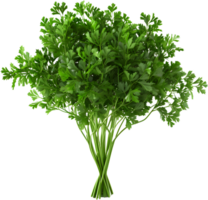 paesley transparent background png