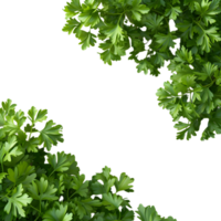 paesley transparent background png