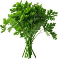 paesley transparent background png