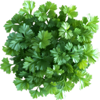 paesley transparent background png