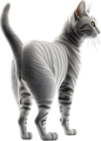 Cat 3d model back view transparent background png