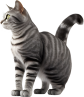 Cat 3d model back view transparent background png