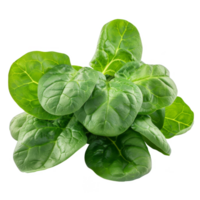 Spinach Isolated on a Transparent Background png