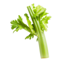 Celery Isolated on a Transparent Background png