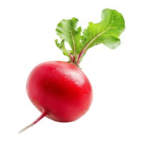 Radish Isolated on a Transparent Background png