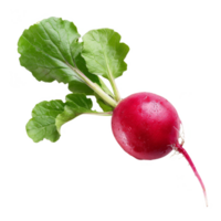 Radish Isolated on a Transparent Background png