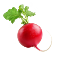 Radish Isolated on a Transparent Background png