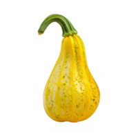 Squash Isolated on a Transparent Background png