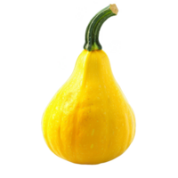 Squash Isolated on a Transparent Background png