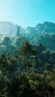 A view of a forest from a high point of view video
