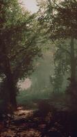 A peaceful forest path surrounded by tall trees video