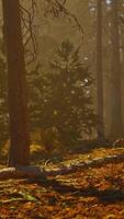 Dense Forest With Towering Trees video
