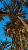 Majestic Palm Tree Against Blue Sky video