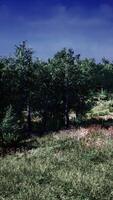 Group of Trees Standing in Green Grass video