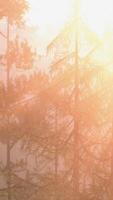 Sun Shining Through Trees in Fog video