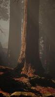 A dense and majestic forest with towering trees video