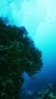 An underwater view of a coral reef with lots of fish video