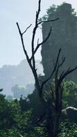 A group of trees and rocks in a forest video