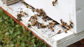 Bees Entering Beehive on a Sunny Day photo