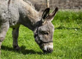Gray Donkey Grazing In A Field On A Sunny Day photo