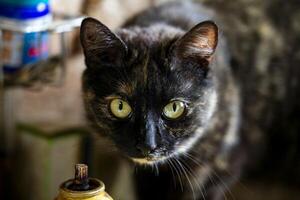 Close Up Of A Black And White Cat With Green Eyes In An Indoor Setting photo