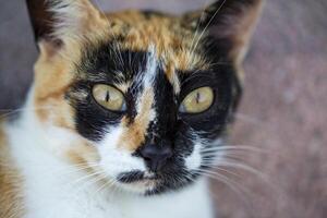 Close Up of a Calico Cats Face photo