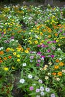Colorful Flowers Blooming in a Garden photo