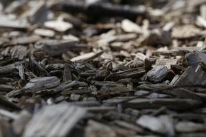 Close Up View of Wood Chips on Ground photo