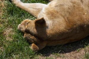 Lioness Resting In The Grass During The Day photo