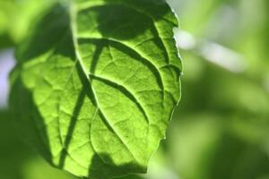 Close-Up View of a Single Green Leaf in Sunlight photo