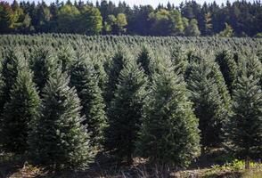 Rows of Evergreen Trees in a Christmas Tree Farm During the Day photo