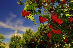 Red Rowan Berries Hanging on Tree Branch in Front of Church Spire on a Sunny Day in St-Ludger, Quebec, Canada photo