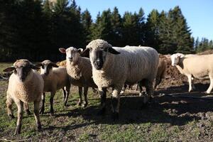 Sheep Grazing In A Rural Pasture On A Sunny Day photo