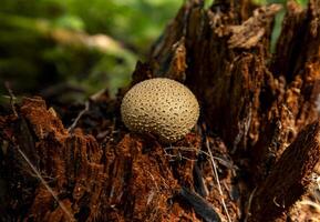 A Single Common Earthball Mushroom Growing on a Rotting Log in a Forest photo